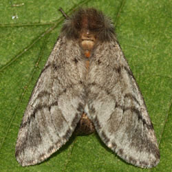 Thaumetopoea pityocampa Thaumetopoea pityocampa